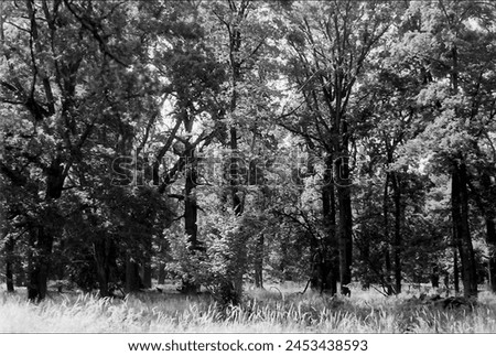 landscape in black and white Royalty-Free Stock Photo #2453438593