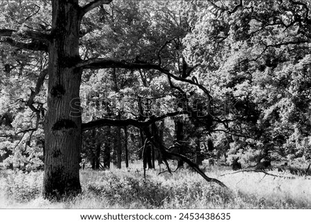 landscape in black and white Royalty-Free Stock Photo #2453438635