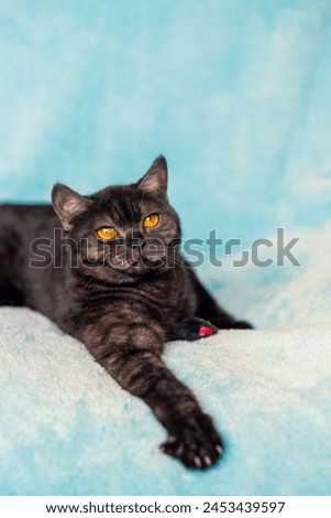 Cute little cat relaxing on a blue blanket Vertical banner