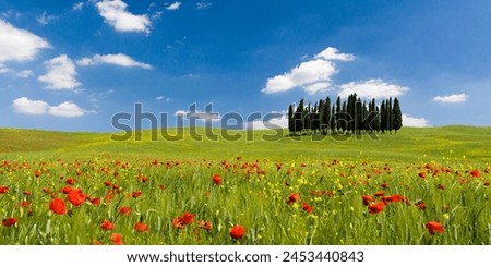 Panoramic view of Cypress trees and poppies on green field with blue cloudy sky near San Quirico d'Orcia, Val d'Orcia, UNESCO World Heritage Site, Tuscany, Italy, Europe Royalty-Free Stock Photo #2453440843