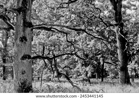 landscape in black and white Royalty-Free Stock Photo #2453441145