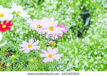 Pink cosmos flowers in pot at greenhouse, cosmos flower in fresh morning,flowers pots for plants for sale at a garden store.