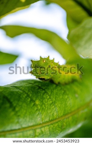Caterpillar of Indian moon moth or Indian luna moth (Actias selene) ,Thailand