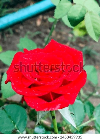 Beautiful Realistic Red Rose Picture 