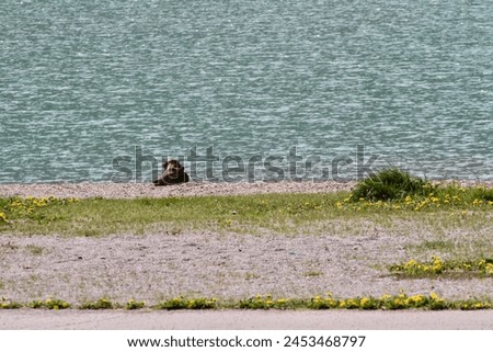 lakeshore with beach in springtime Royalty-Free Stock Photo #2453468797