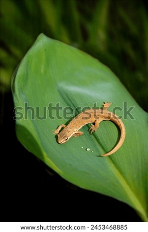 Smooth newt, protected species and European amphibian Royalty-Free Stock Photo #2453468885