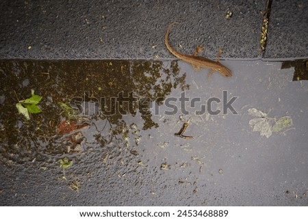 Smooth newt, protected species and European amphibian Royalty-Free Stock Photo #2453468889