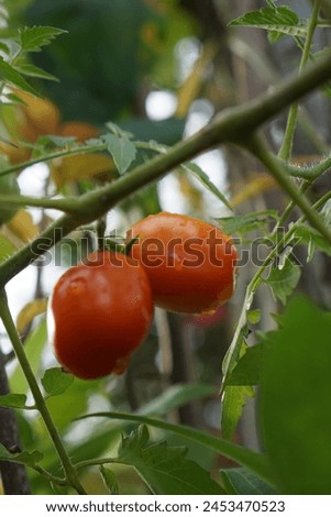 The cherry tomato is a type of small round tomato believed to be an intermediate genetic admixture between wild currant-type tomatoes and domesticated garden tomatoes. Cherry tomatoes range in size fr Royalty-Free Stock Photo #2453470523