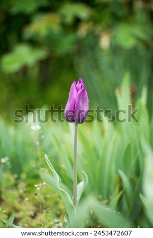 Single purple tulip on the centre of picture 