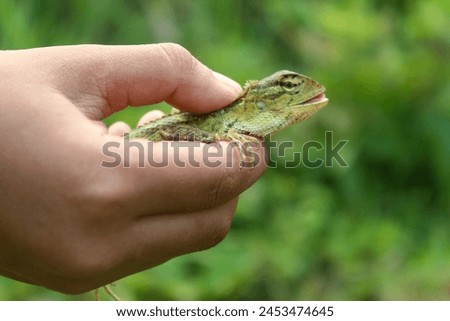 close up of hand holding chameleon.  Calotes