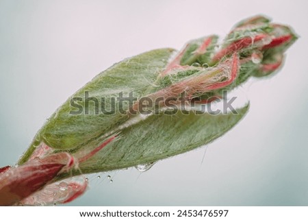 Spring buds with flowers in spring. Multicolored buds macro