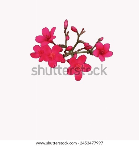 Jatropha integerrima, commonly known as peregrina or spicy jatropha, is a species of flowering plant in the spurge family, Euphorbiaceae, that is native to Cuba and Hispaniola. Royalty-Free Stock Photo #2453477997