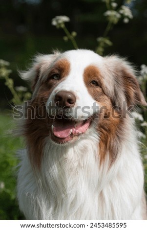 Outdoor Portrait of an Australian Shepherd Dog