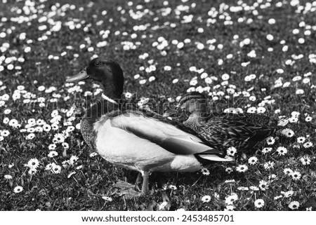 Couple of mallard ducks on a meadow covered with daisy flowers. Springtime in Ile-de-France, France. Nesting period start. Black white historic photo.