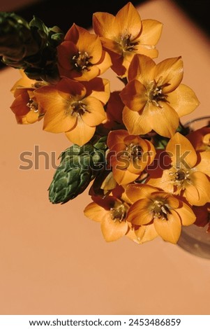 Star flower stem with sunlight shadows on peachy orange background