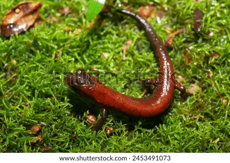 Englsh Name:
 La Palma Salamander.
Reddish in color, large eyes, limbs with black patches perched on moss. This salamander, is nocturnal, so it remains hidden during the day.