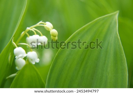 Lily of the valley or Convallaria flower closeup on blurred green background. Beautiful wide nature spring wallpaper. Banner with copy space for text. Side view.