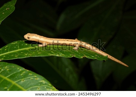 Striated Webfoot Salamander, in a beautiful composition on a green leaf with gradient background in the dark of night.