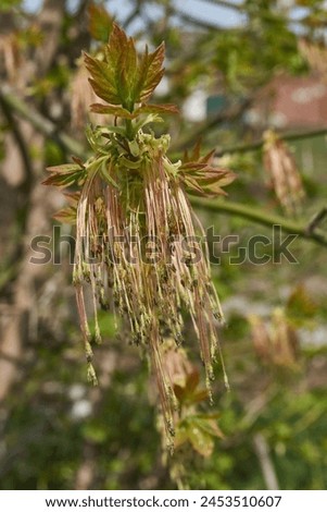 The ash-leaved maple blooms, or American maple (lat. Acer negundo), inflorescences dissolve. Spring. Royalty-Free Stock Photo #2453510607