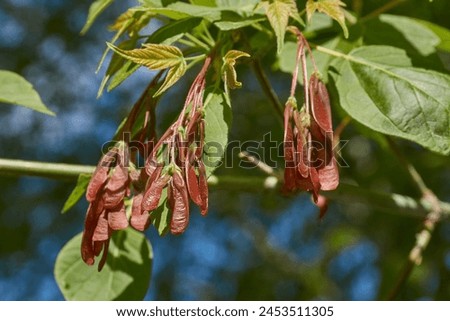 Ash-leaved maple, or American maple (lat. Acer negundo). The fruit of the American maple is a lionfish. Spring. Royalty-Free Stock Photo #2453511305