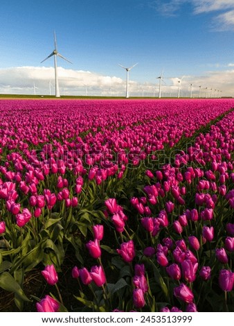 A breathtaking field of pink tulips dances in the wind, while majestic windmill turbines stand tall in the background, painting a picture of serene beauty in the Noordoostpolder Netherlands
