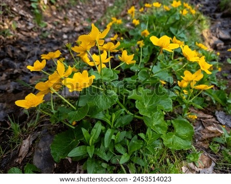 Spring’s vitality captured in vibrant yellow marsh marigolds; a perfect image for wellness blogs, environmental articles, or tranquil home deco
