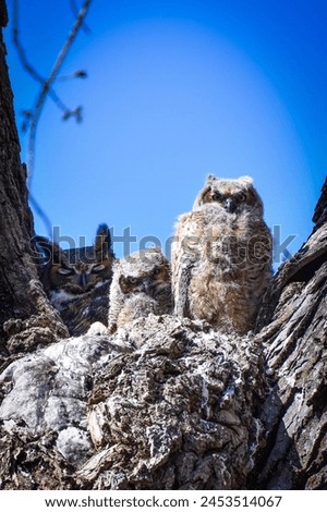 Great Horned Owlets and mom sitting in a tree on a blue sky sunny day.