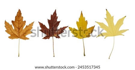 Collection of autumn wire silver maple leaf isolated on white background. Set of various maple leaves for design.  Acer saccharinum Wieri. Royalty-Free Stock Photo #2453517345