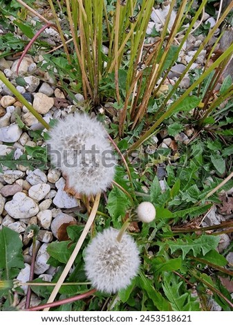 Meadow flowers. Spring scene.  Dandelion seed close-up. Nature photography.  Agricultural field.  Greenery in the background.  Blurred. Colours. Freshness. Minimalistic approach.  Ecological. 