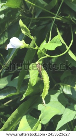 Winged beans while still growing
					