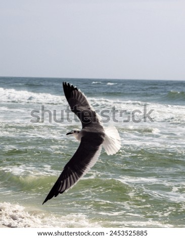 A sea bird picture in action.