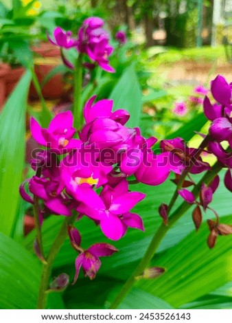 Stunning close-up of Large purple orchid(Spathoglottis spicata,Philippine ground orchid)in blurred leafy background ultra hd hi-res jpg stock image photo picture selective focus vertical background 