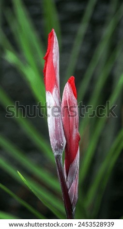 Close up of blooming Canna flower buds with a blurry green background, image for mobile phone screen, display, wallpaper, screensaver, lock screen and home screen or background