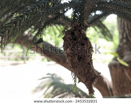 Ground wasp nests hanging from trees Royalty-Free Stock Photo #2453532831