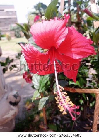 Red Hibiscus, Red hibiscus flower in gardan, red hibiscus photo, flower photo, flower picture, red flowers, HD wallpaper, HD photo