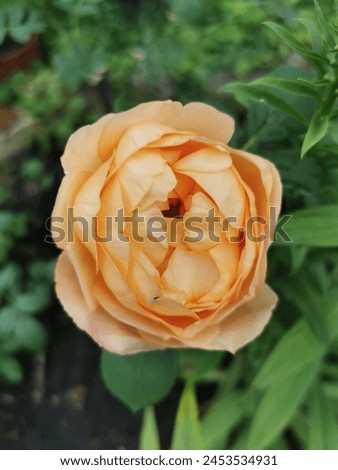 Orange blend shrub Lady of Shallot, english rose Austin blooms in the garden in June 