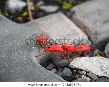 Cotton Stainer Bug, breeding of several red cotton bugs.