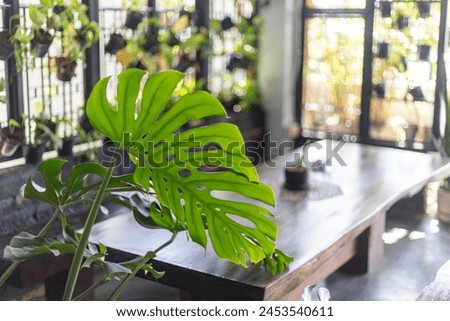 selective focus green Monstera in Plant Cafe The interior is decorated to feel like you are in a cool, humid forest. Beautiful trees decorate the house There is space for text.