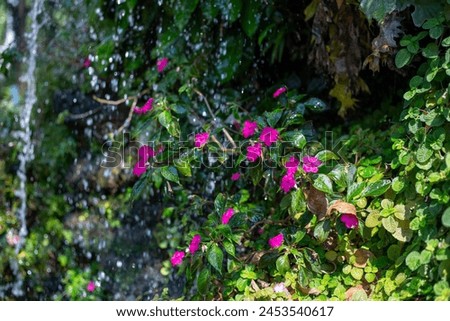 selective focus on small pink flowers growing beside a wet waterfall with green moss Artificial waterfall in the garden Decorating the garden to look shady, juicy and beautiful, natural