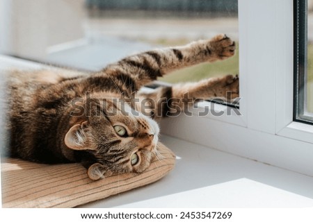 a brown cat with green eyes lies on an orange pillow on the windowsill on a sunny day