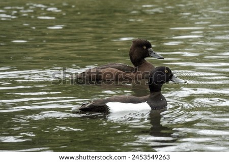 close up portrait of male and female tufted ducks on the river