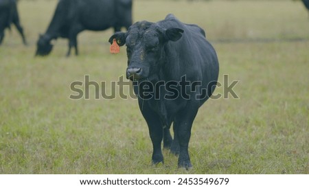 Adult black cow eating grass in a meadow. Cute black cow in pasture. Selective focus.