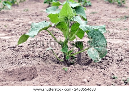 The picture shows a cucumber bush grown from a seed in the garden.