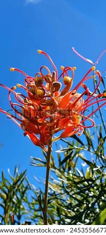 Flowers pictures plants gardens shrubs natives