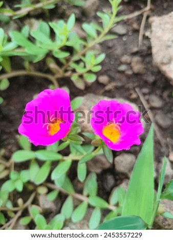 Stunning close-up of Portulaca Grandiflora two flowers isolated in blurred leafy vertical background ultra hd hi-res jpg stock image photo picture selective focus top or aerial ankle view 