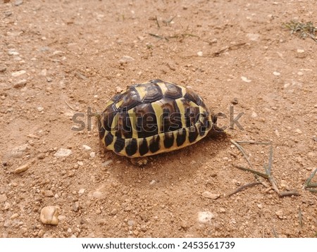 Small turtle on orange sand Royalty-Free Stock Photo #2453561739