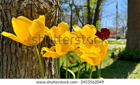 Yellow tulips pictured on a bright day.