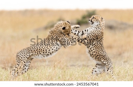Two cheetahs fighting in a field
