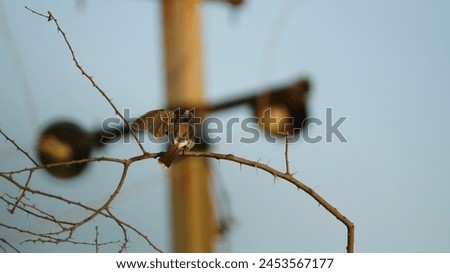 Close up picture of red vented bulbul . Red vented bulbul photography . Bird photography. Wildlife photography .