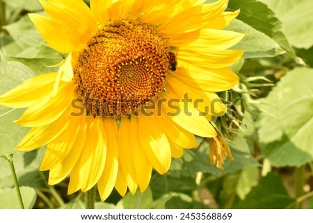 The picture shows a basket of blooming sunflowers, close-up. A bee crawls over the sunflower flowers.